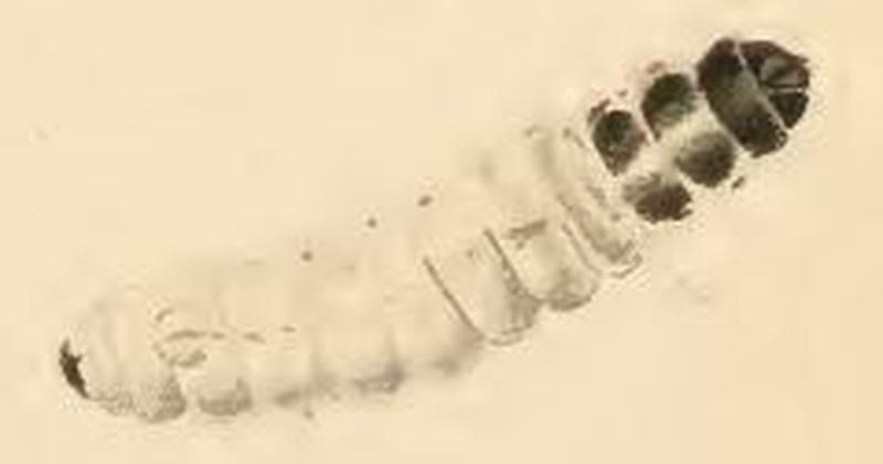 Nemophora minimella larva