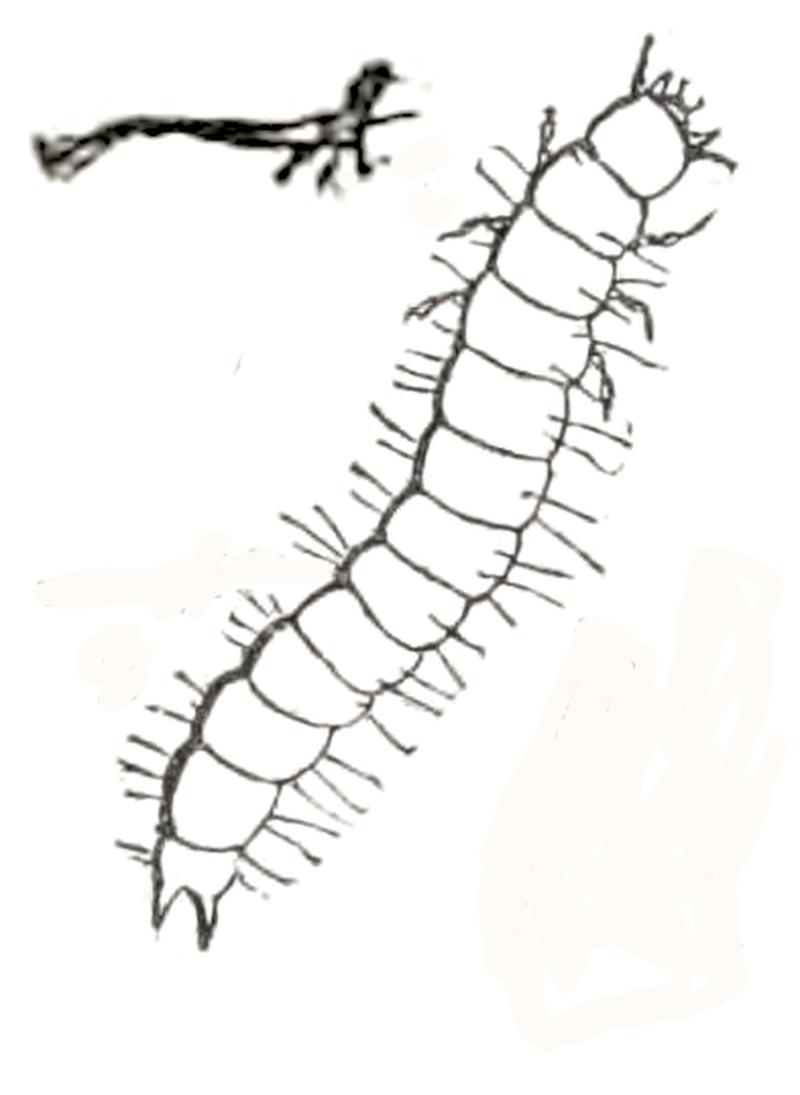 Nemosoma elongatum larva