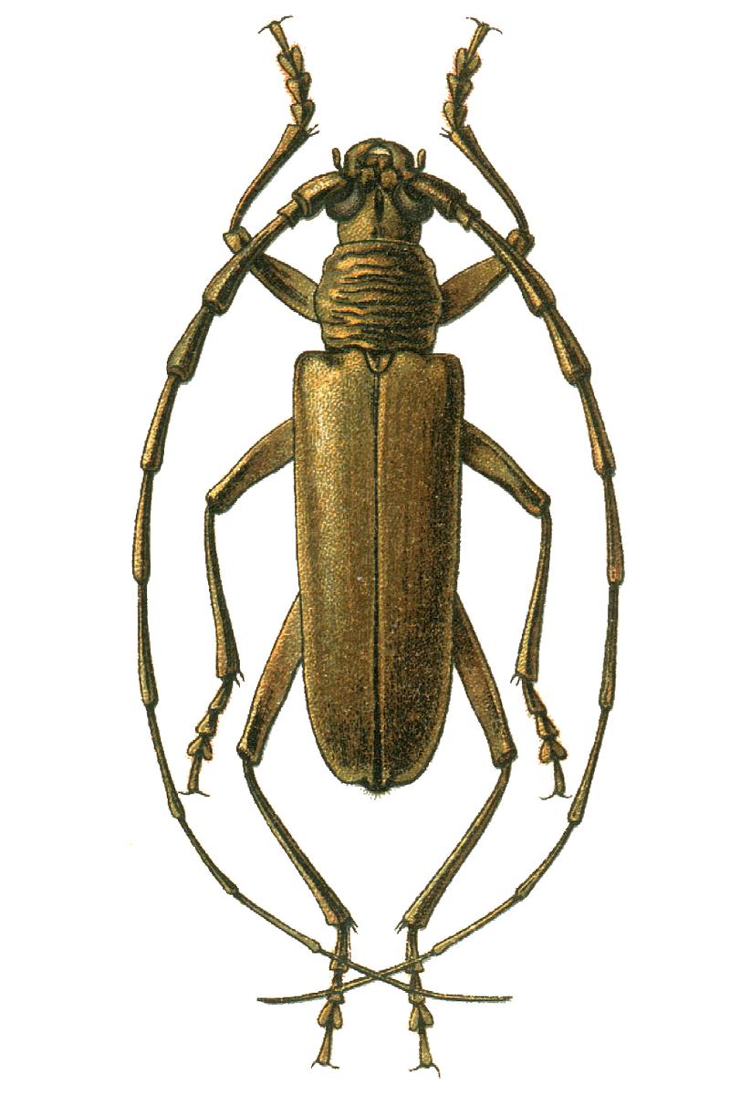 Neocerambyx raddei