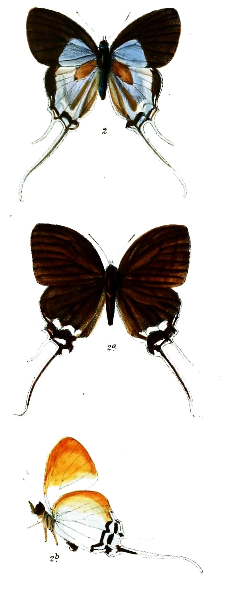NeocheritraAmrita 743 2
