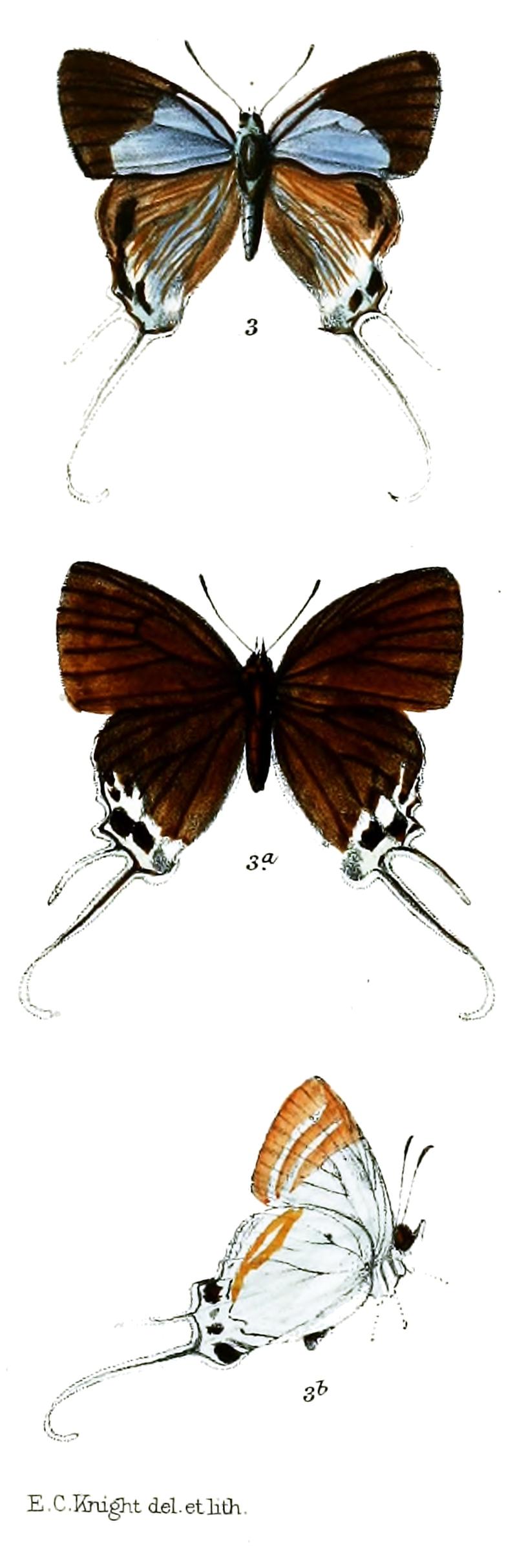 NeocheritraFabronia 743 3