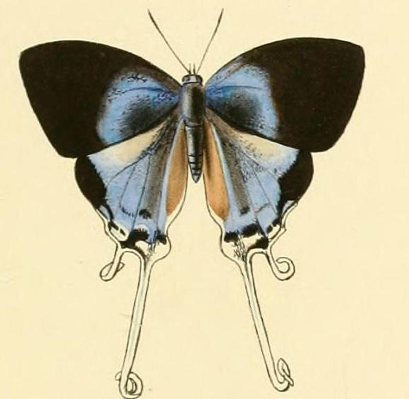 Neocheritra amrita1