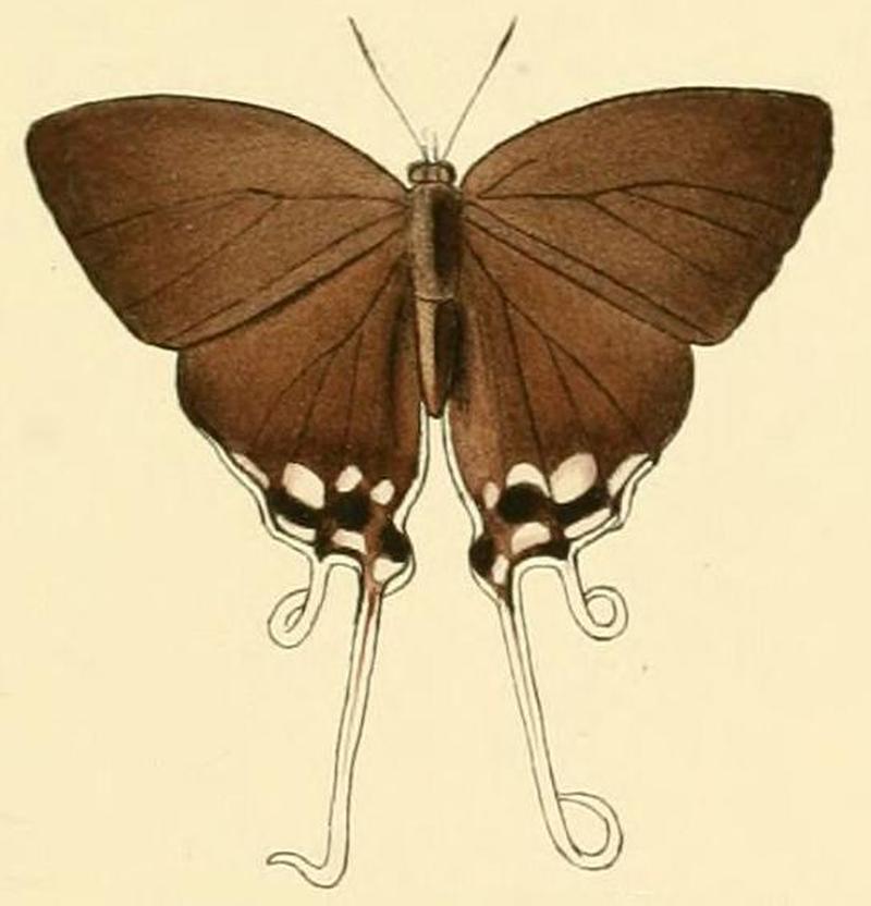 Neocheritra amrita2