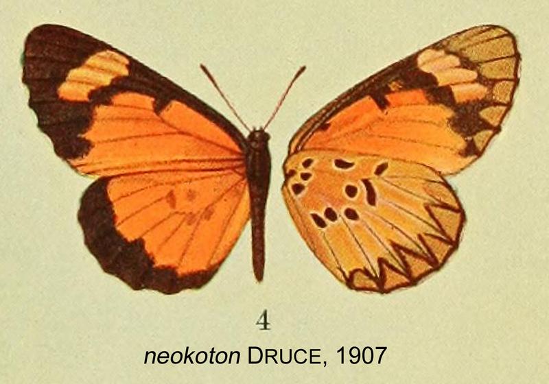Mimacraea neokoton from original description