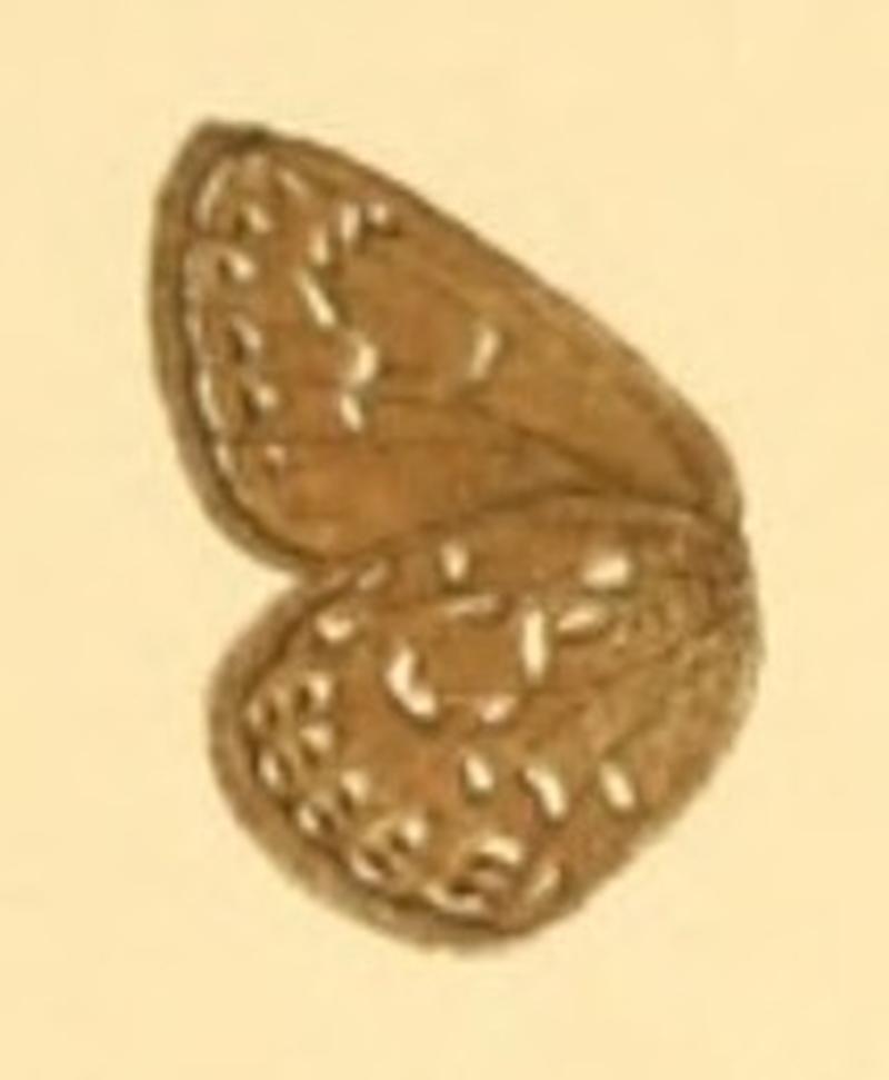 Neolycaena rhymnus Macrolepidoptera01seitz 0153 (cropped)