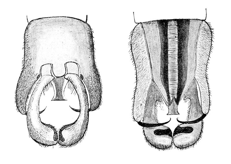Neoneuromus tonkinensis abdomen