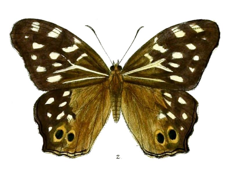 Neope pulahoides 94 2