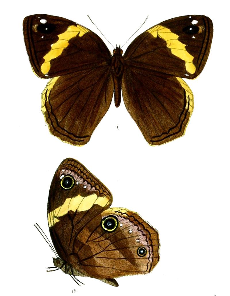 NeorinaHilda 74 1