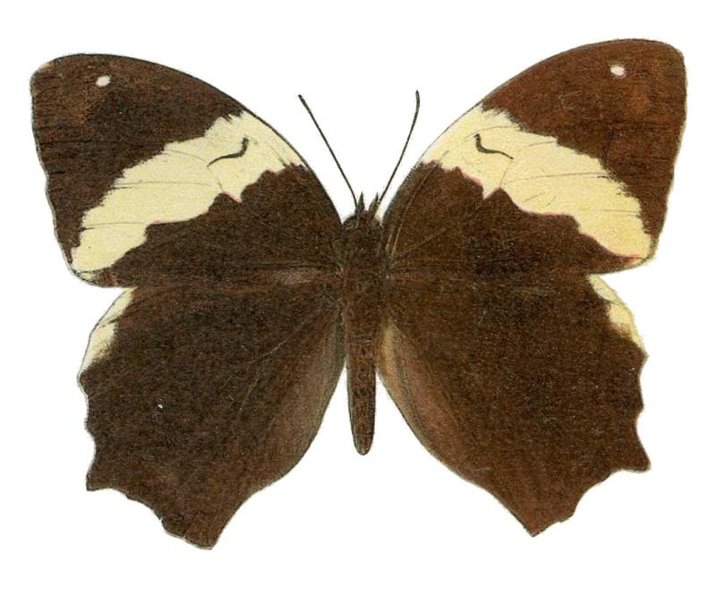 Neorinapatria