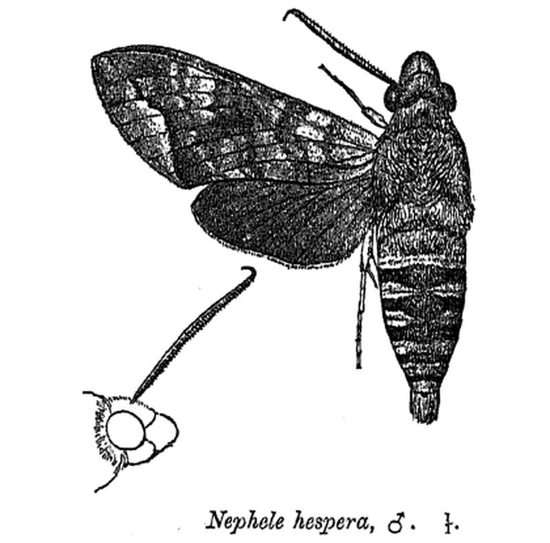 NepheleHespera
