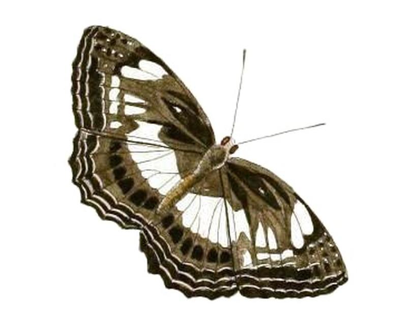 Neptidopsis ophione1