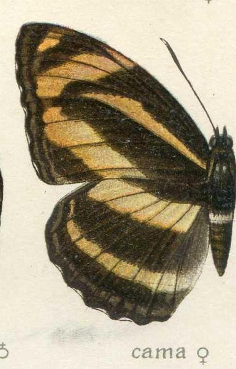 Neptis1