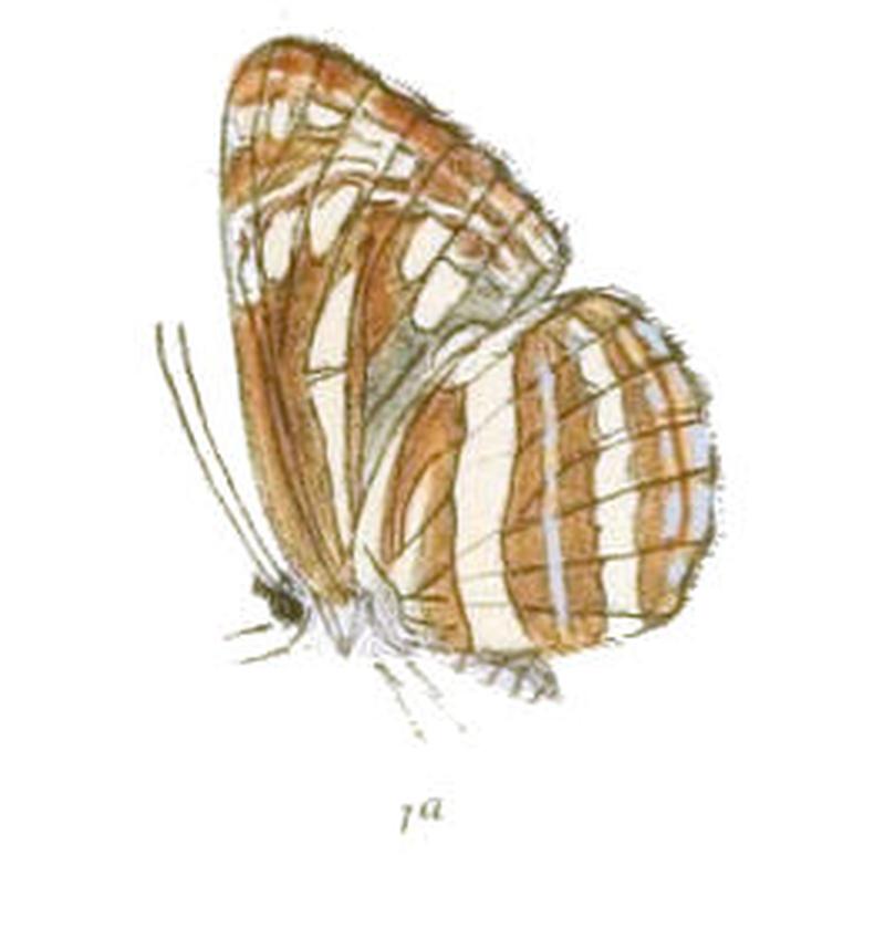 NeptisAdipala285 1a