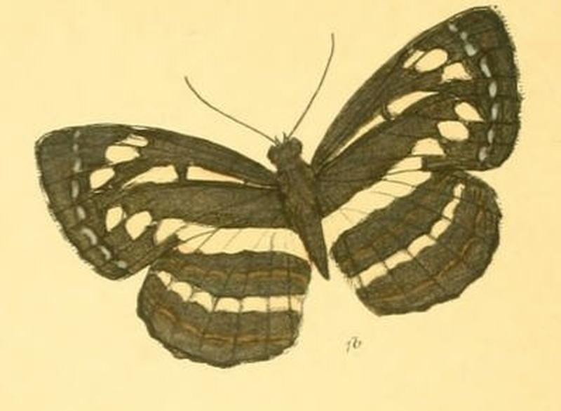 NeptisAdipala285 1b