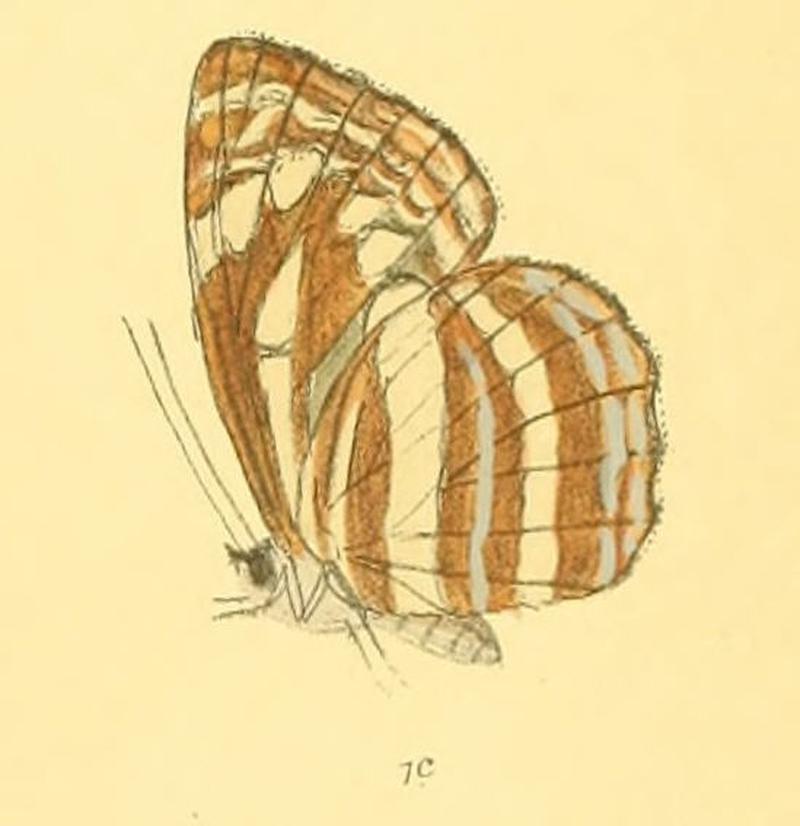 NeptisAdipala285 1c