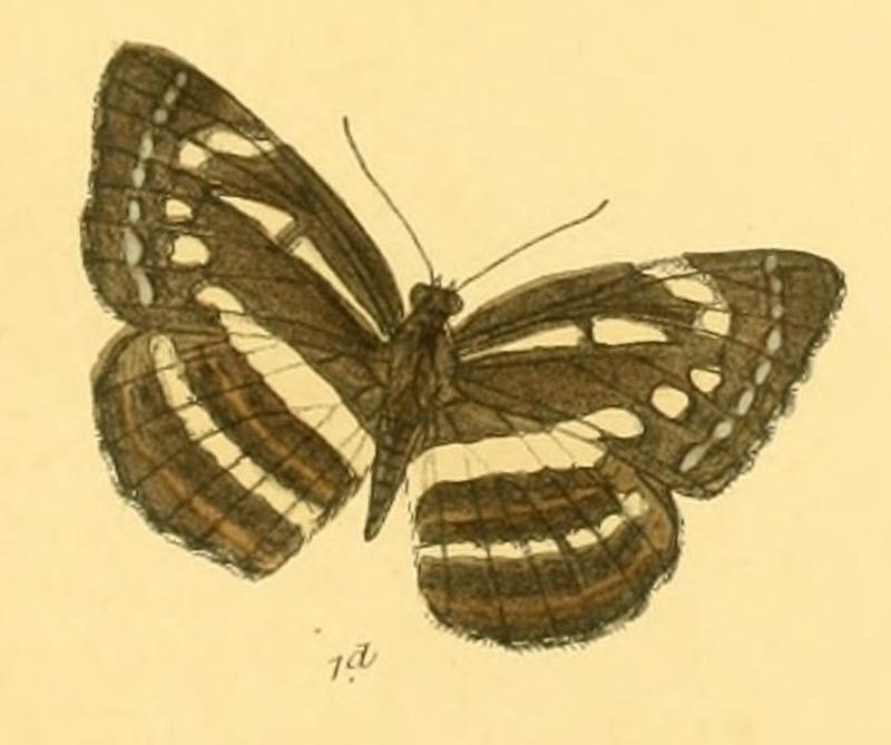 NeptisAdipala285 1d