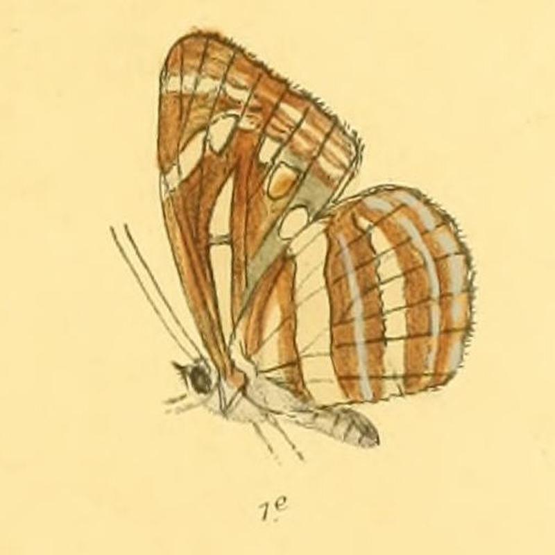 NeptisAdipala285 1e