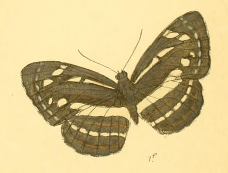 NeptisAdipala285 1f