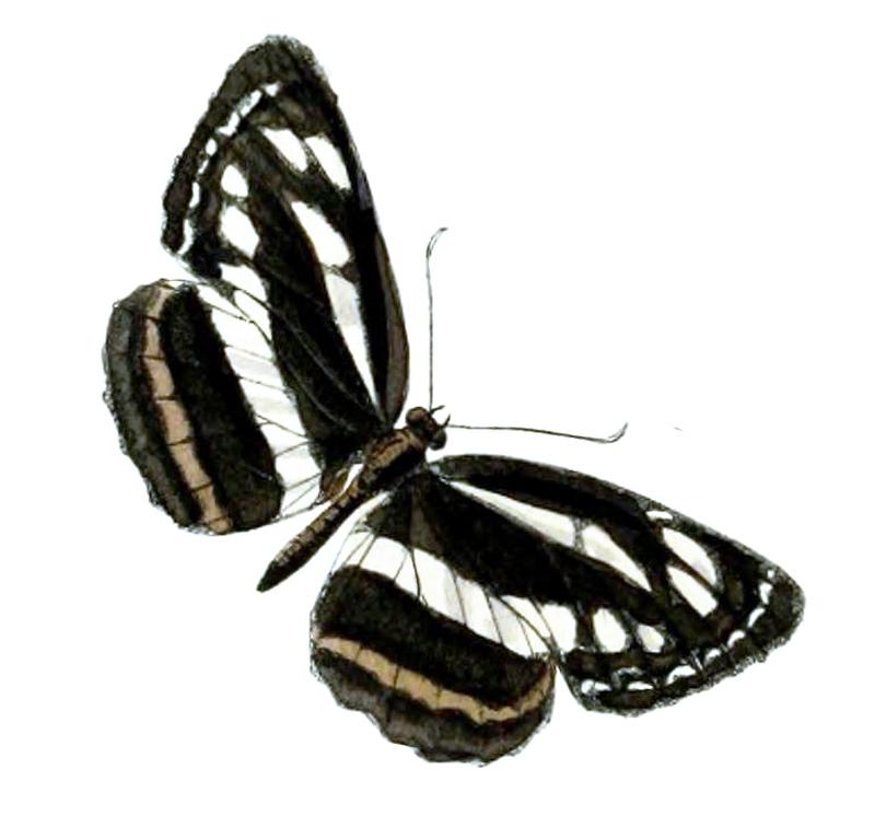 Clear Sailer from N India upperside of male