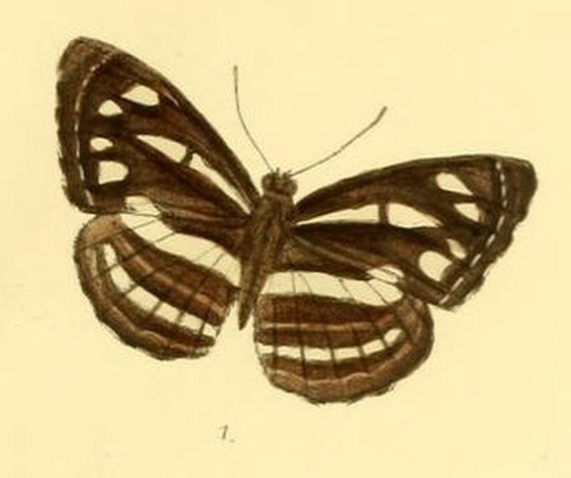 NeptisNata286 1