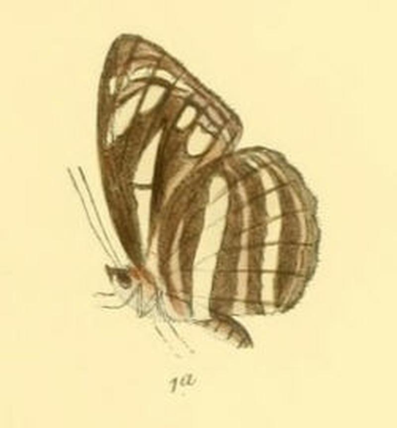 NeptisNata286 1a