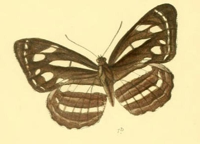 NeptisNata286 1b