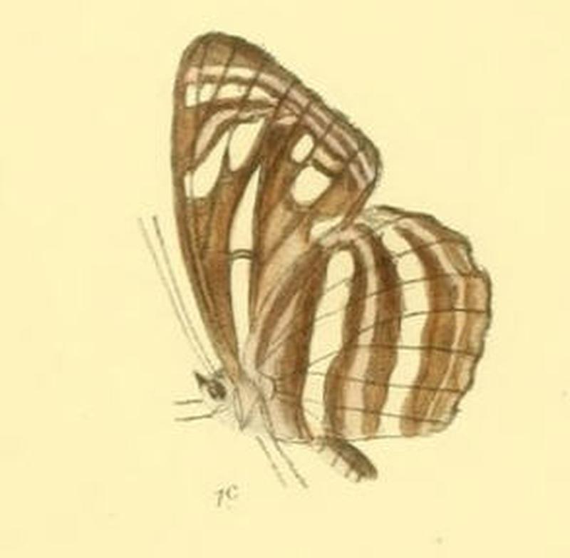 NeptisNata286 1c