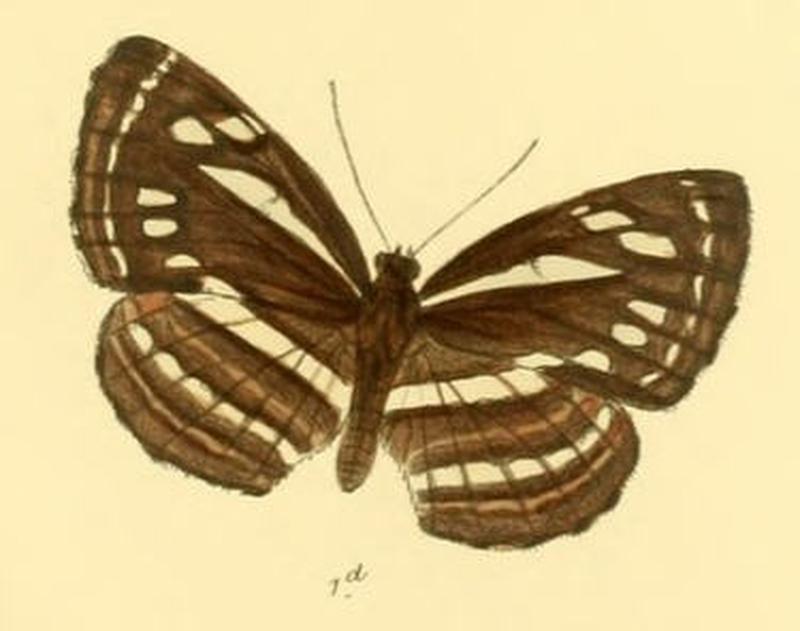 NeptisNata286 1d