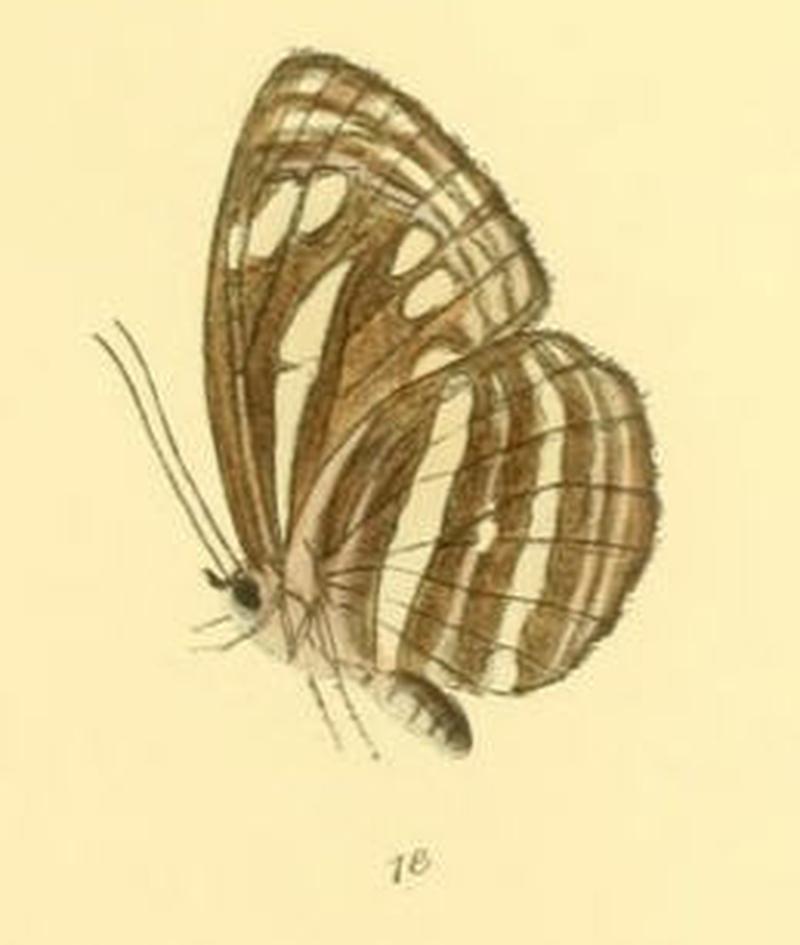 NeptisNata286 1e