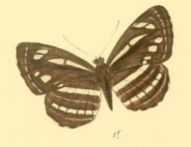 NeptisNata286 1f