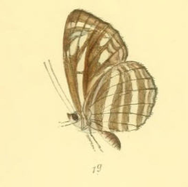 NeptisNata286 1g