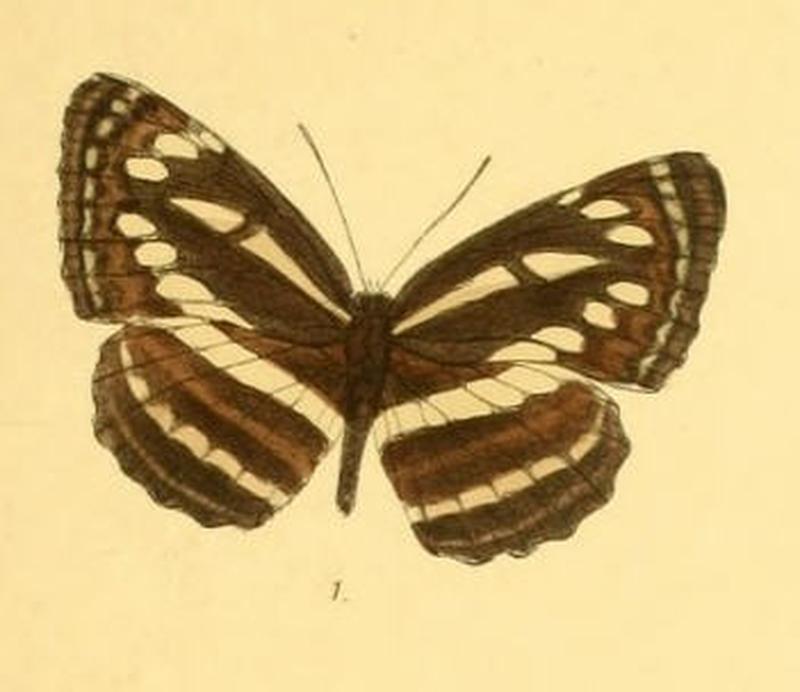 NeptisSoma284 1