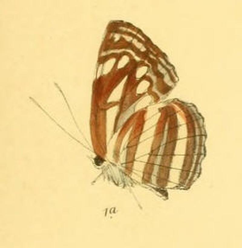 NeptisSoma284 1a