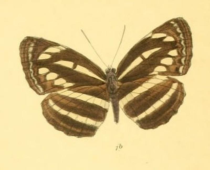NeptisSoma284 1b