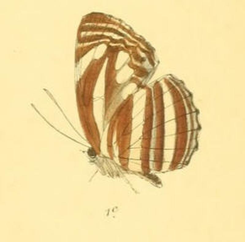 NeptisSoma284 1c