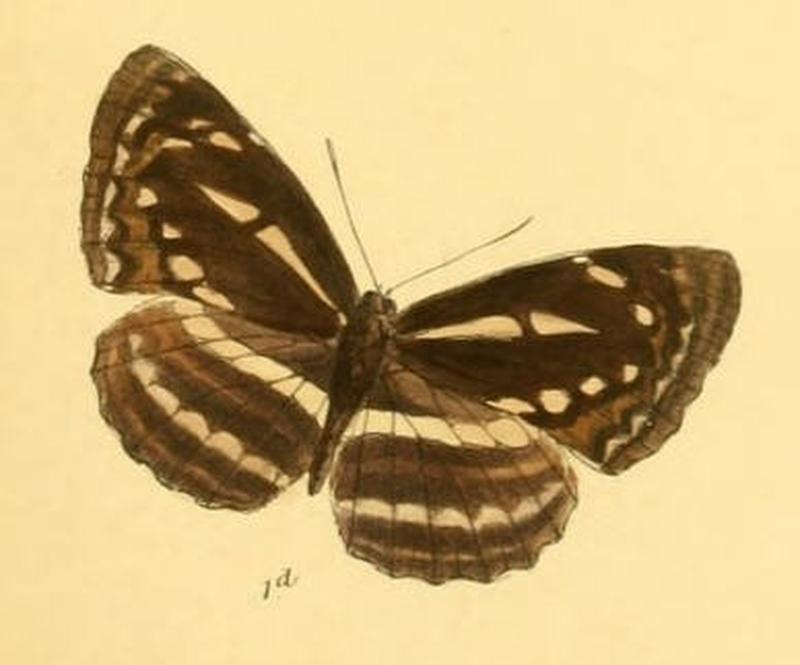 NeptisSoma284 1d