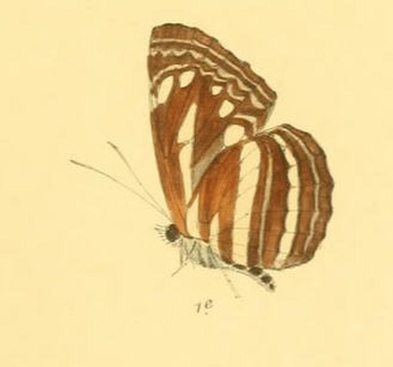 NeptisSoma284 1e