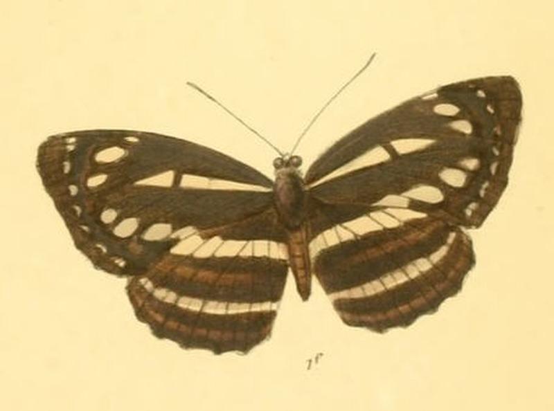 NeptisSoma284 1f