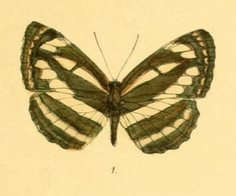 NeptisSusruta283 1
