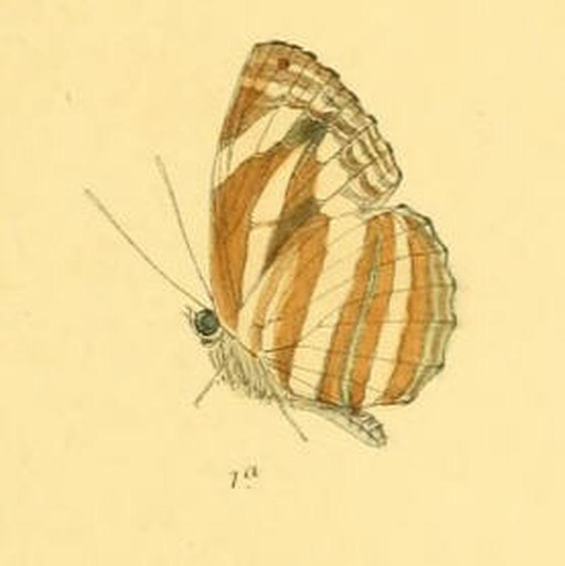 NeptisSusruta283 1a