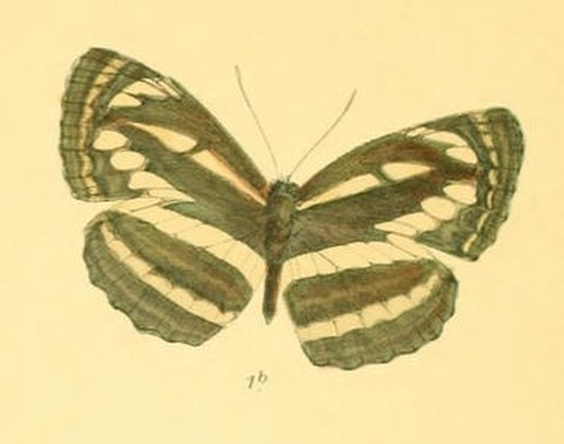 NeptisSusruta283 1b