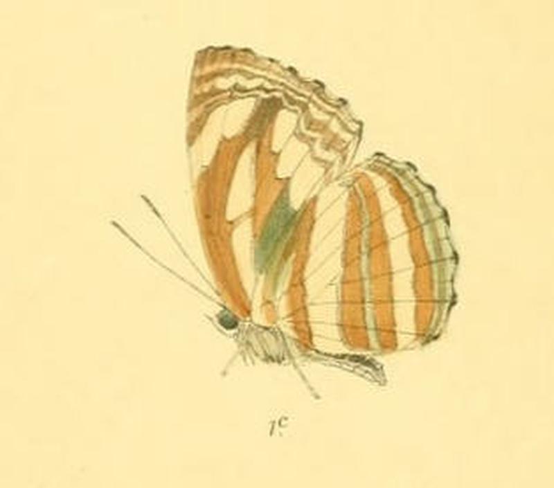 NeptisSusruta283 1c