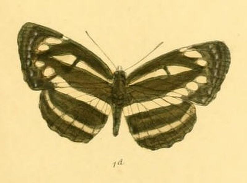NeptisSusruta283 1d