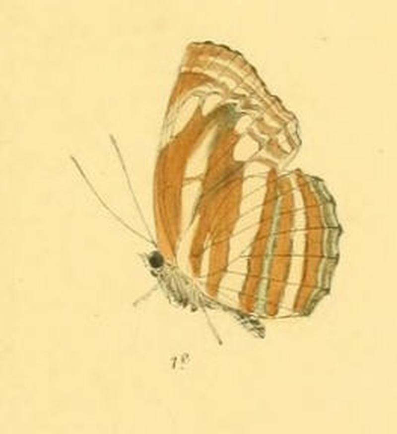 NeptisSusruta283 1e