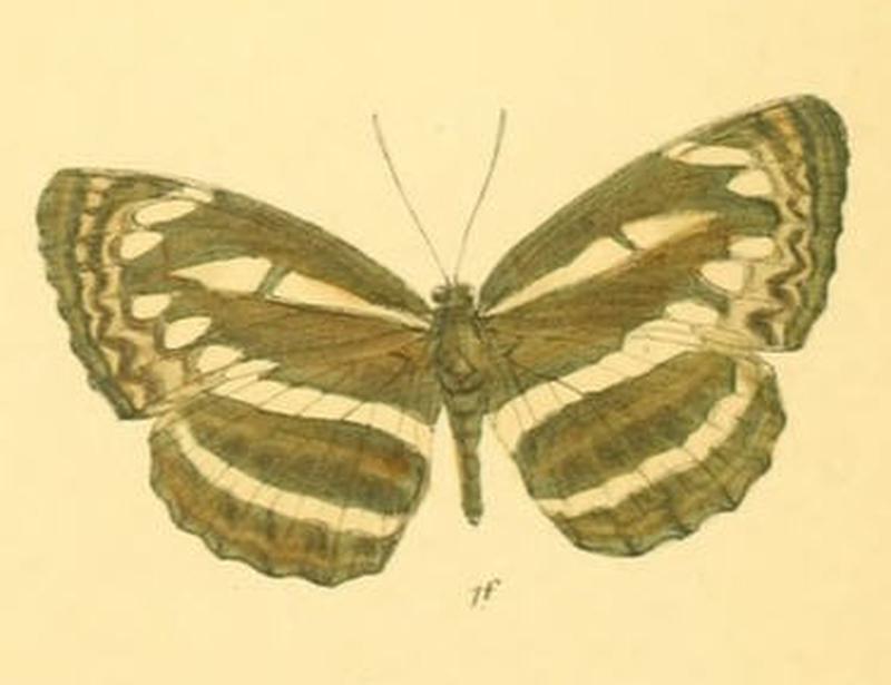 NeptisSusruta283 1f