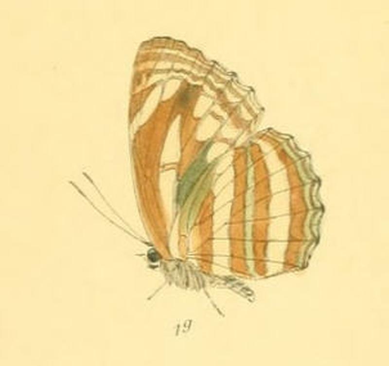 NeptisSusruta283 1g
