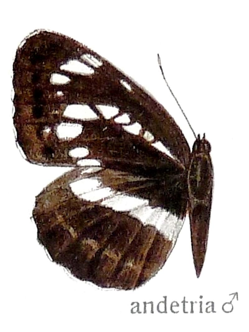 Neptis andetria