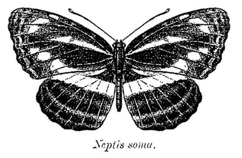 Neptis soma ctb