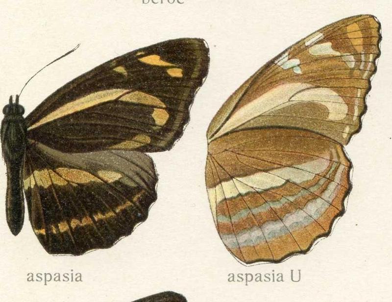 Neptis aspasia
