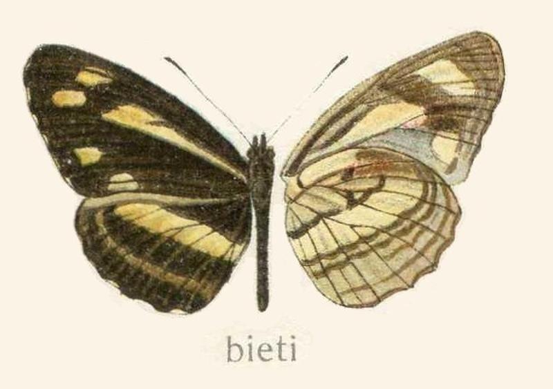 Neptis bieti